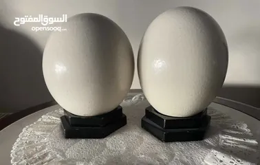  2 بيض نعام اصلي فارغ  empty ostrich egg original