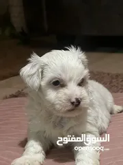  3 كلاب مالتيز للبيع