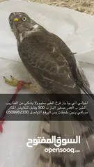  1 طير باز للبيع سليم جدا