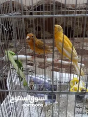  3 جوز تركيب جديد وأول خيرو