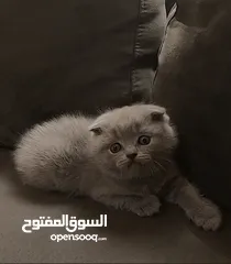  11 أنثى سكوتش فولد