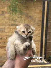  12 قطط سكوتش فولد وسكوتش ستريت للبيع اقرأ الوصف