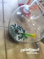  5 باولات سمك ، للمكاتب ، غرف النوم ، الصالون استقبال الضيوف ، رونق خاص للجمال و الاناقة