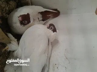  1 متاح  جواز  حمام الماني  كلو شغال جوز بلوني احمر تحته بيض وطيره مزهوراي حمره مع فرخها  وطيره مسوداي