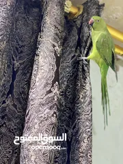  5 ببغاء دره لطيف