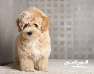  6 Maltipoo  جراء مالتيبو