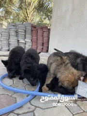  6 Pure German Shepherd Puppies 2 months old ‎جراء جيرمن شيبرد العمر شهرين