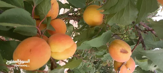  7 مزرعة وفلة للبيع بموقع ممتاز