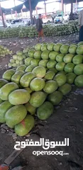  14 حبـــــــحب او بطيخ  يــمــــني للتصدير watermelon Yemeni For export