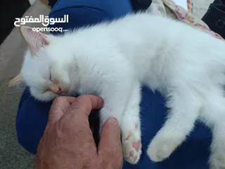  1 هملايا اورانج عمر 3 اشهر