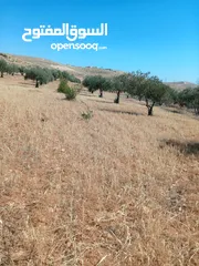  2 ارض للبيع في المفرق عين والمعمريه