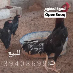  1 للبيع ديك ودجاجتين