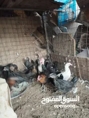  11 طيور متنوعه نضيفه كتير ترباية بيت مو قصص تجار