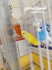  3 جواز حب وكنار كلو شغال واسألي فراخ