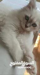 4 قطه انثى للبيع