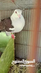  2 فحل ازرق زاجل طيره مكتفه للبيع تحتيهن بيض