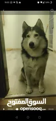  1 Husky dog for adoption