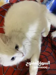  7 بزونه نثيه شيرازي للبيع