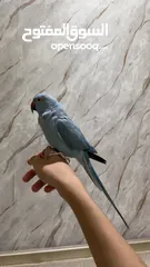  3 ذكر دره اليف ومتكلم