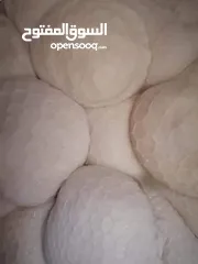 7 زغاليل للحشي طازه