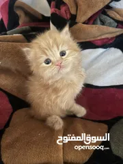  2 Male and female cats with blue eyes قطط شيرازي