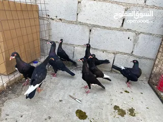  2 جواز ملحيات نخب النخب كلو مكفول وشغال  بالصلاه على النبي وجوز سلافر وفرخ مسود سلافر مقلوب