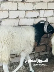  5 فحل الله ايبارك سنه ارباع