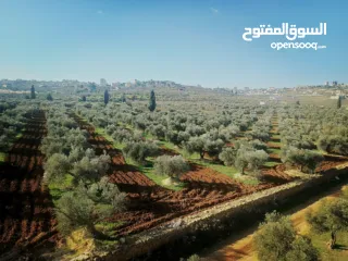  11 الارض والبيت المستقل للبيع زباين الكاش سعر حرق الارض والبيت المستقل للبيع في دورا  سعرحرق