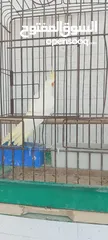 1 ذكر كوكتيل لاتينو عين حمرا