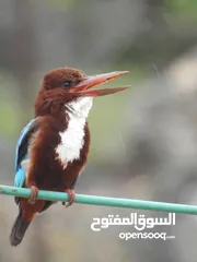  6 كاميرا زوم احترافي Nikon Coolpix p900 83x