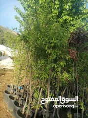  5 زراعة الحدائق