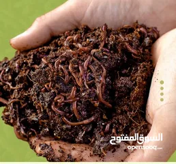  2 ديدان الكمبوست ريد وجلر للبيع  لإنشاء مزارع الكمبوست والفيرمي كمبوست وشاي الفيرمي