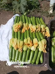  6 خضر الفواكه المغرب