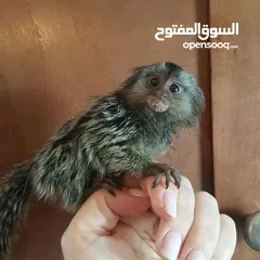  1 home trained marmoset