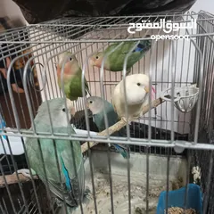  4 كوم روز للبيع او البدل
