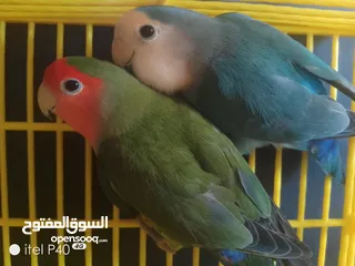  7 متاح جوز روز للبيع و جوز حب هوقو رومو فل وردات