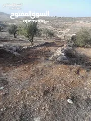  3 ارض للبيع في صوريف