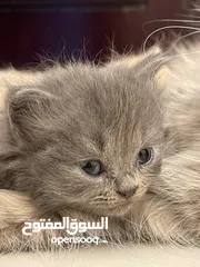  5 قطط  بصحه و عافيه