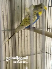  1 جوز هوقو رومو سبانجل تحتيه فرخ