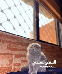  1 قطه سكوتش دبل فولد