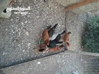  2 دجاج للبيع البزره القديمه