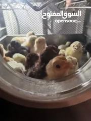  3 فقاسات فيم الإيطالية 70 بيضه نوادرررر ايطالي اصلي. ماشاءالله تبارك الرحمن.