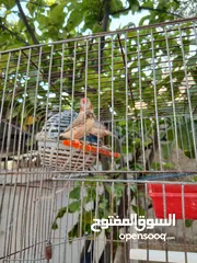  10 3 جواز زيبرا طفرات صحه ونظافه كما هو بالصور