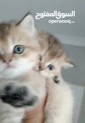  2 British chinchilla kittens for adoption