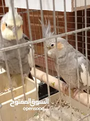  6 جوز كوكتيل تحته بيض للبيع