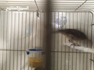  17 طيور كناري لون مخملي  للبيع المستعجل ( اقرأ الوصف جيدا )