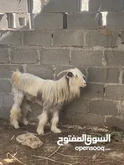  1 شاه حادر من حلال الرحوب