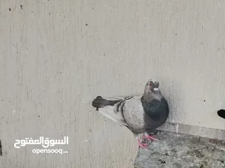  19 all typs of pigeons have