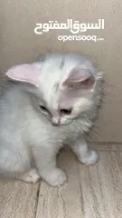  13 برتش مكس شيرازي