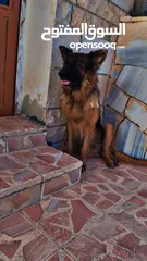  5 جيرمن شيبرد german shepherd